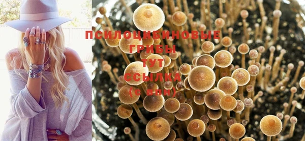 индика Баксан